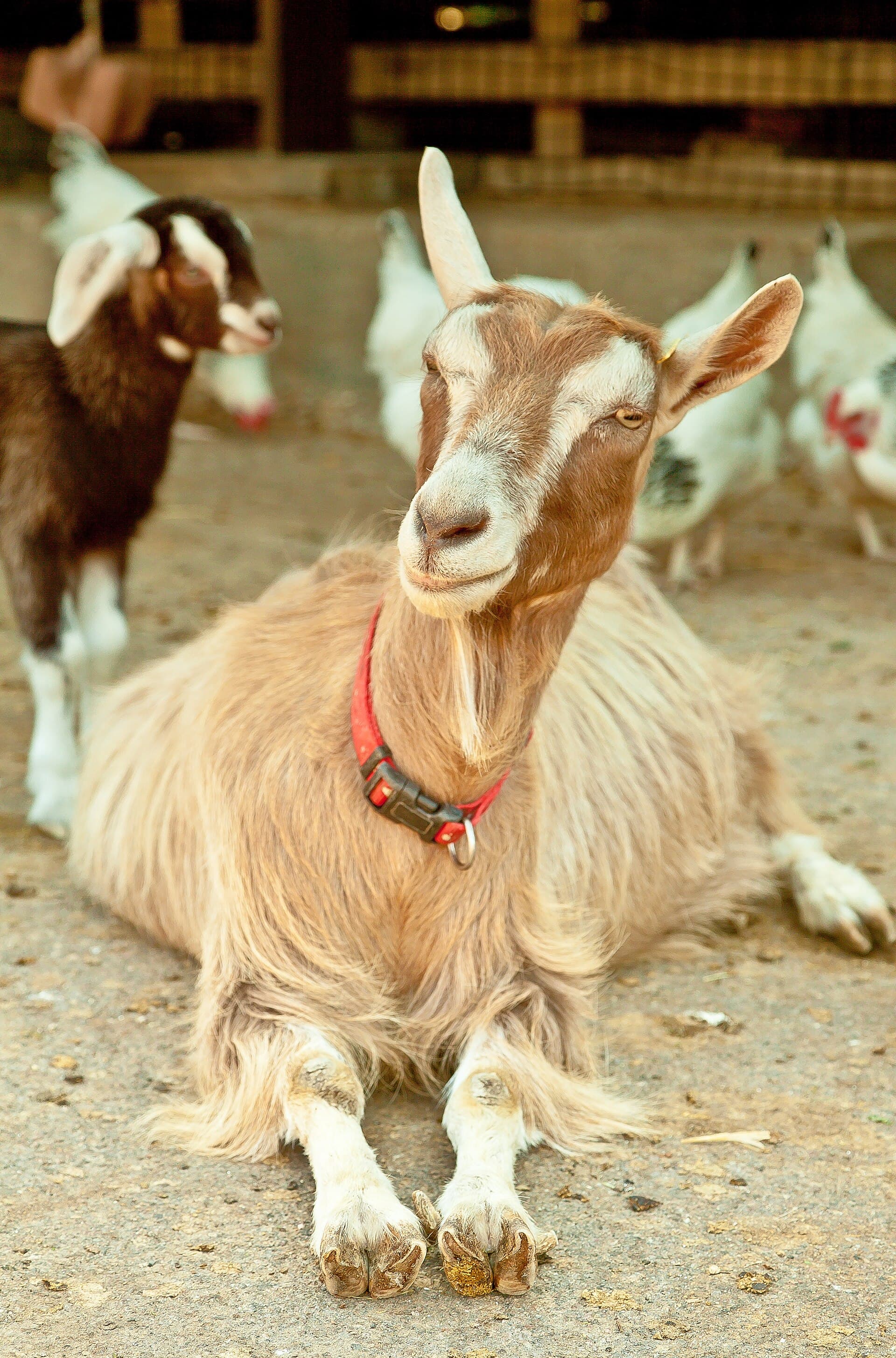 Goat portrait at a farm
