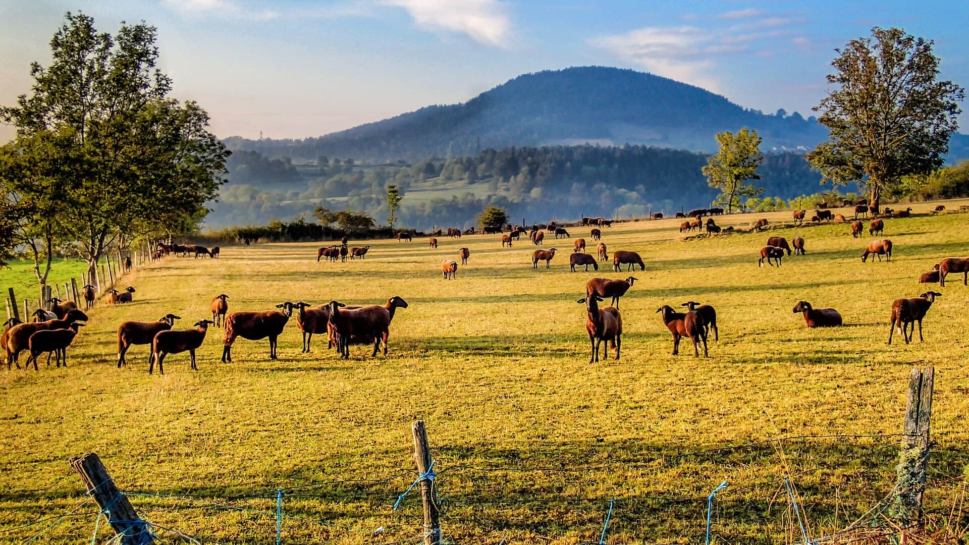 Goats grazing in a morning pasture