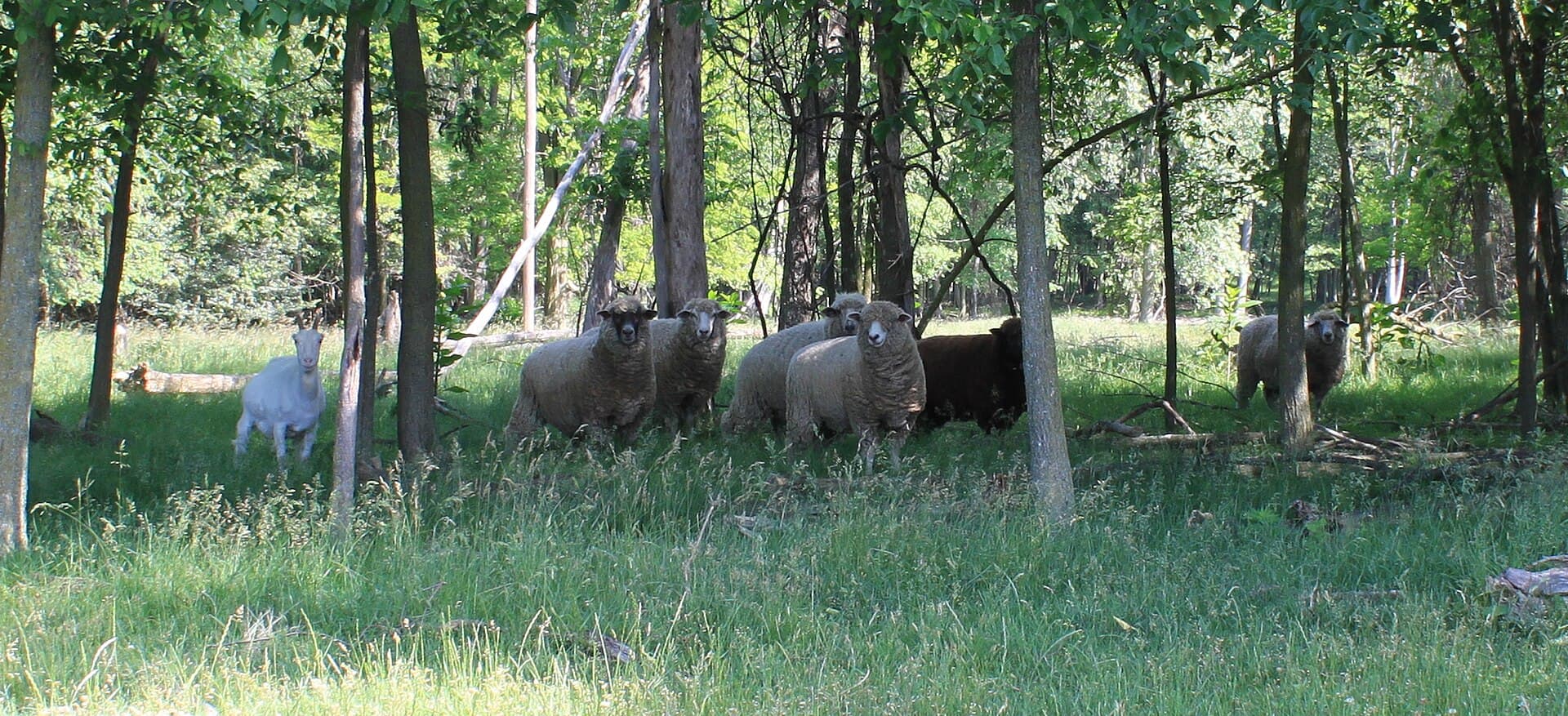 Farm animals at a petting zoo