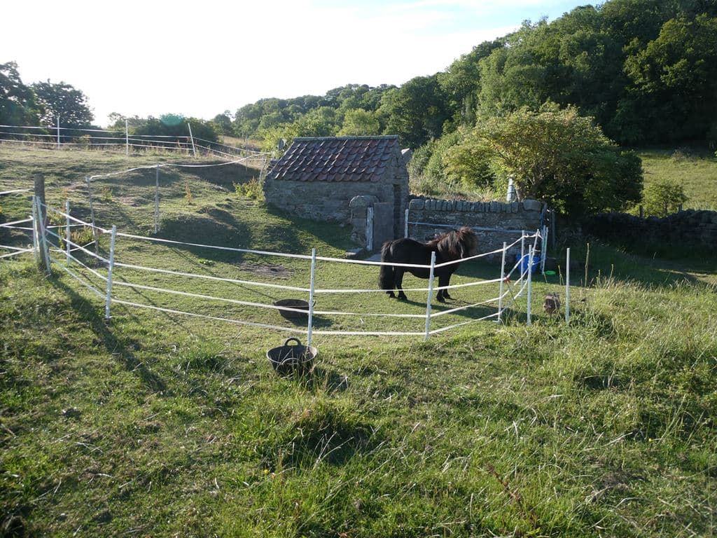 Shetland pony in a farm field